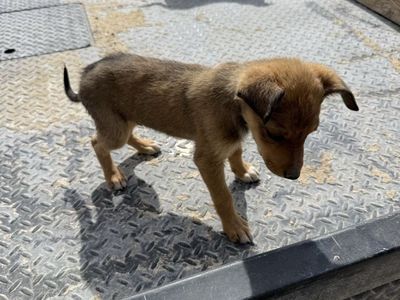 Auggie puppies