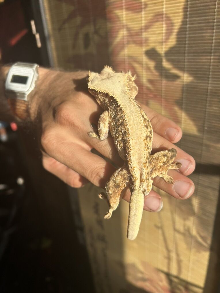 Lilly White Tricolor Crested Gecko - Proven Male