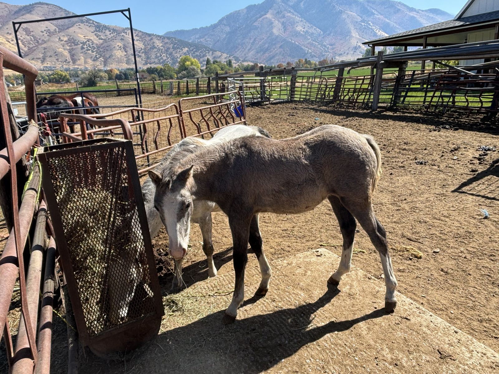 Welsh Pony - 1 Year Old