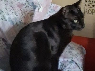 Reward for missing black cat