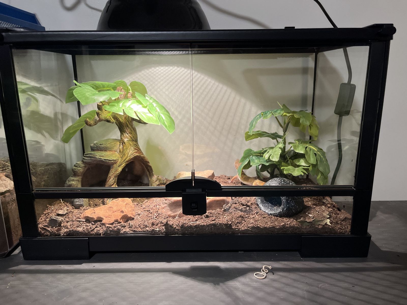 Thrive Open Glass Terrarium - Reptile Terrarium 10 Gallon