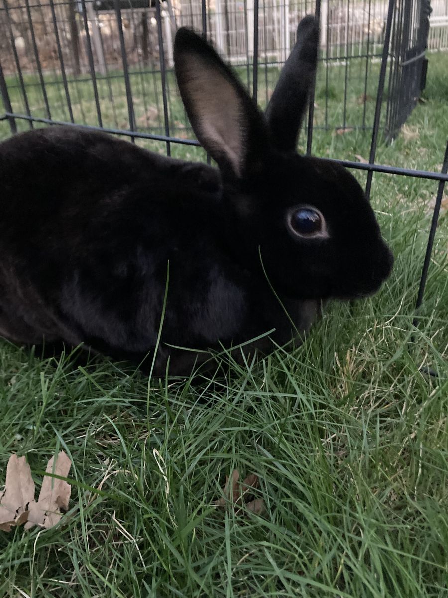 Cute female mini rex bunny!