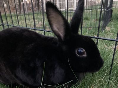 Cute female mini rex bunny!