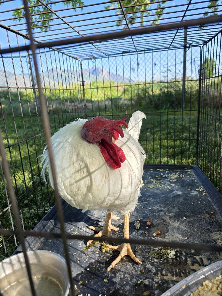 Free Rooster