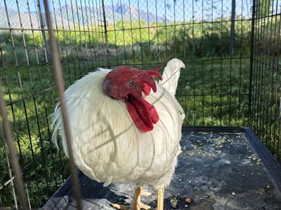 Free Rooster