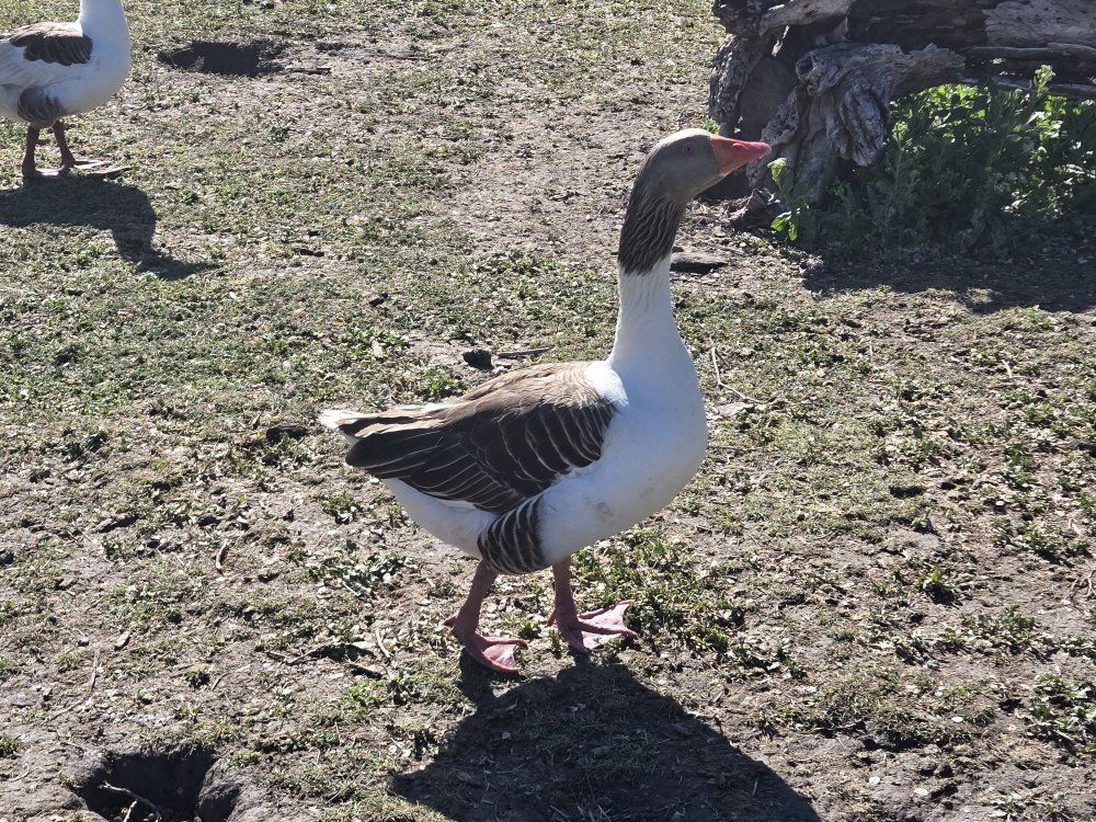 Saddleback Pomeranian Geese