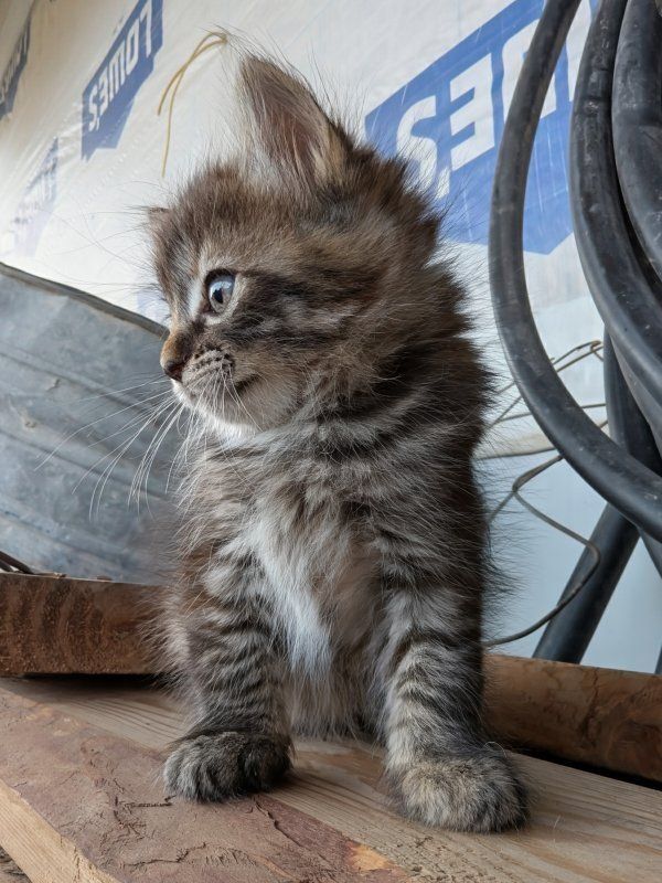 Main image 6
