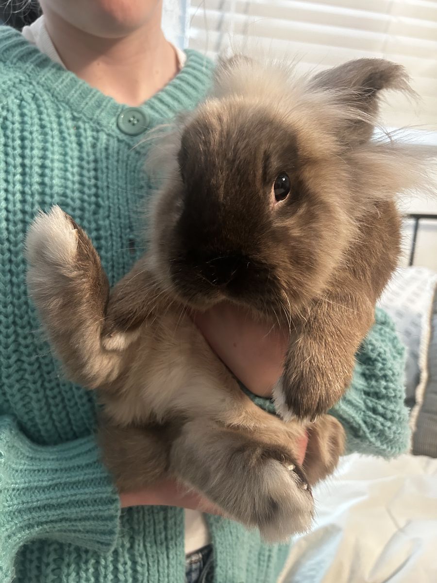 Easter Bunny for Free! To a loving home- rabbit