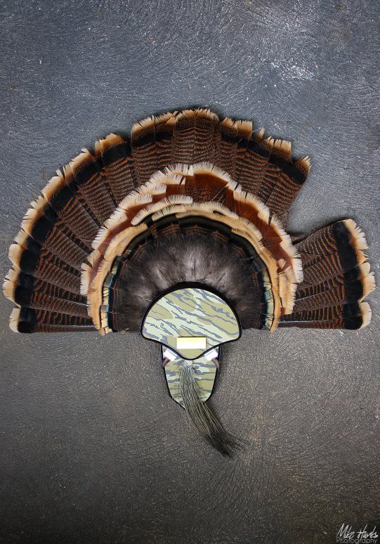 Turkey Tail Fan Service