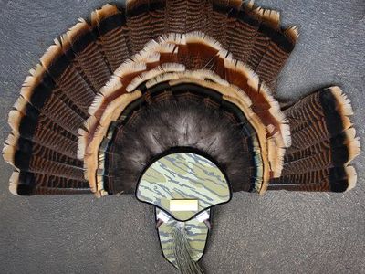 Turkey Tail Fan Service