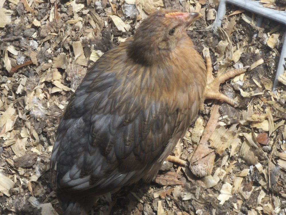 Coop ready pullets 7 was old