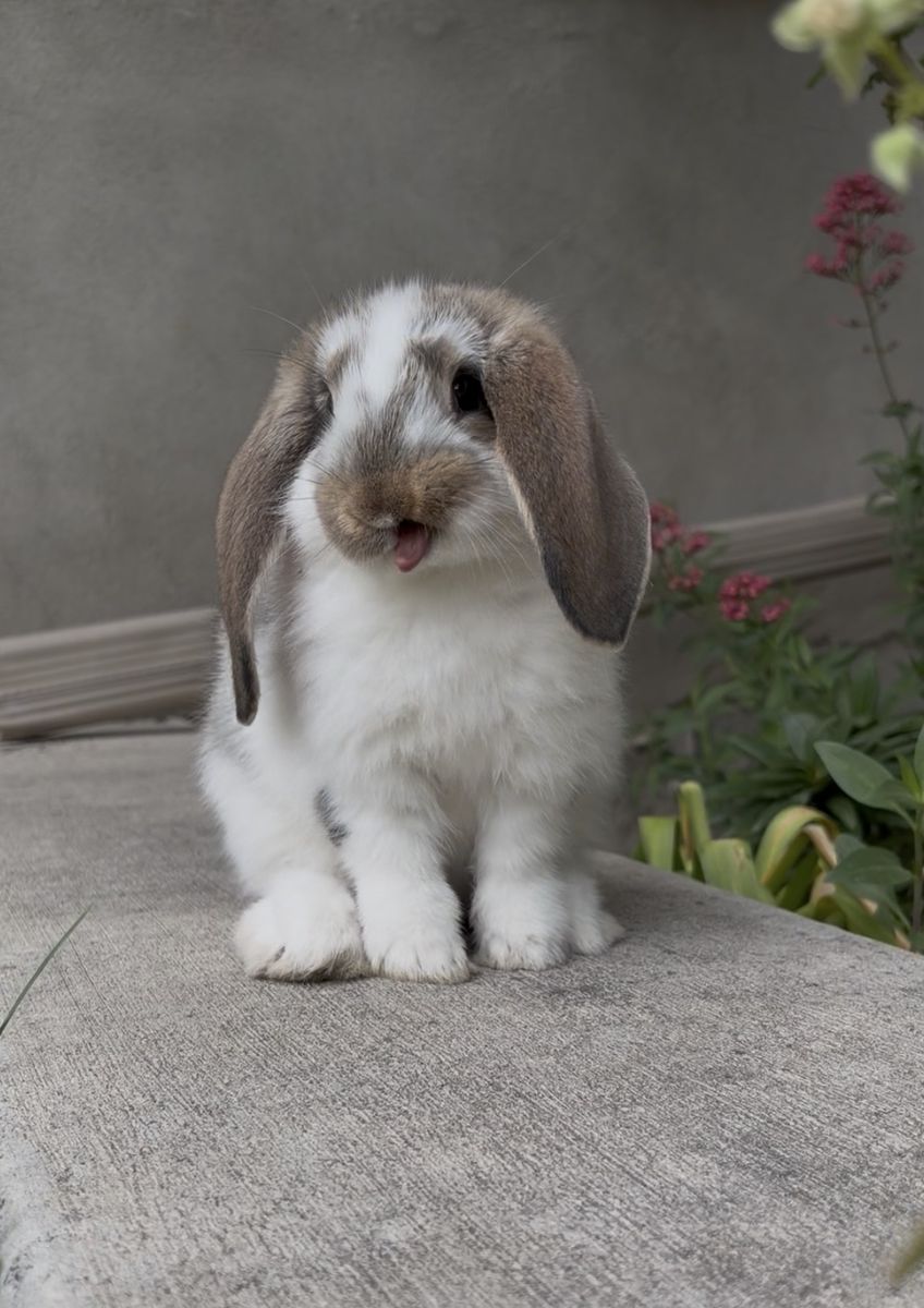 French Lop Buck