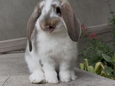 French Lop Buck