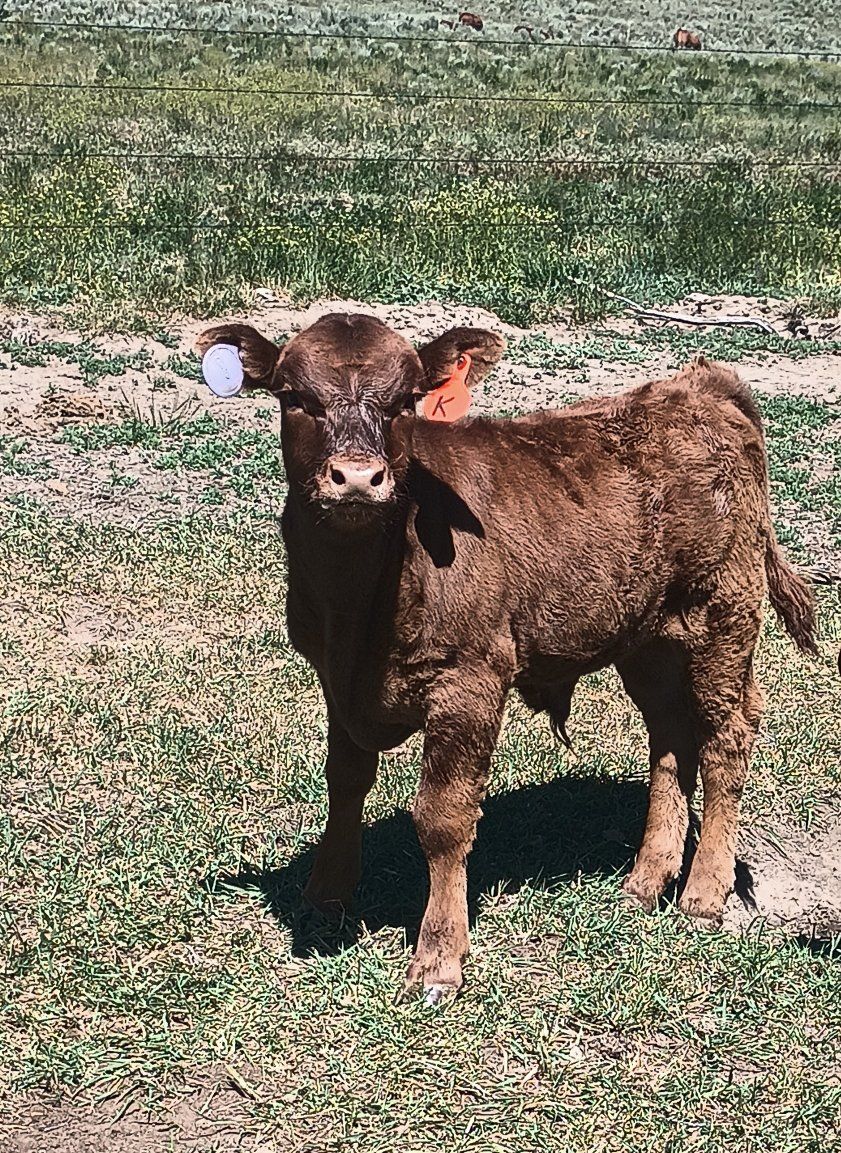 Calves for sale