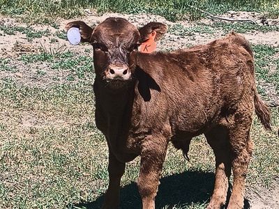Calves for sale