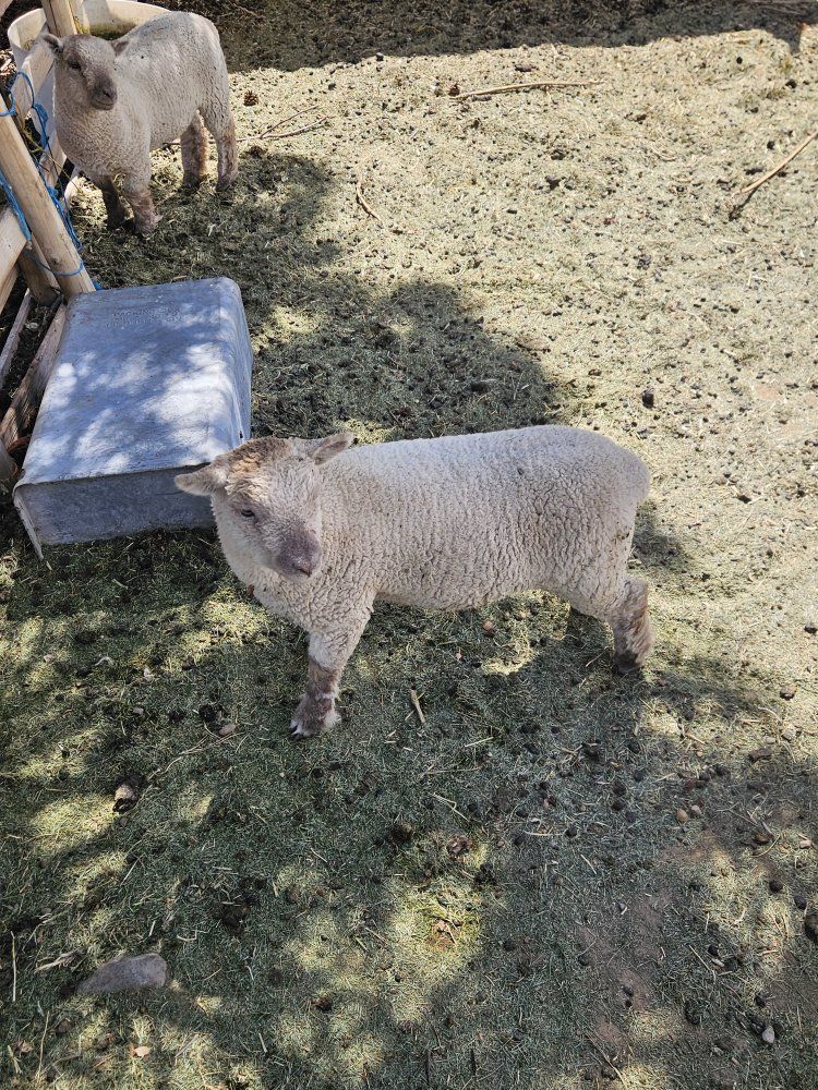 Babydoll Southdown sheep