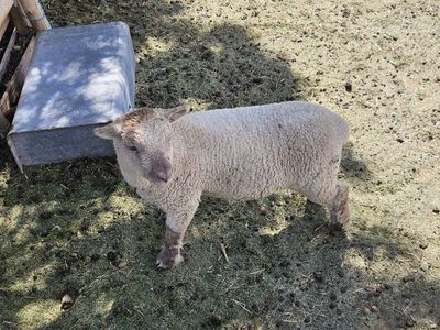 Babydoll Southdown sheep