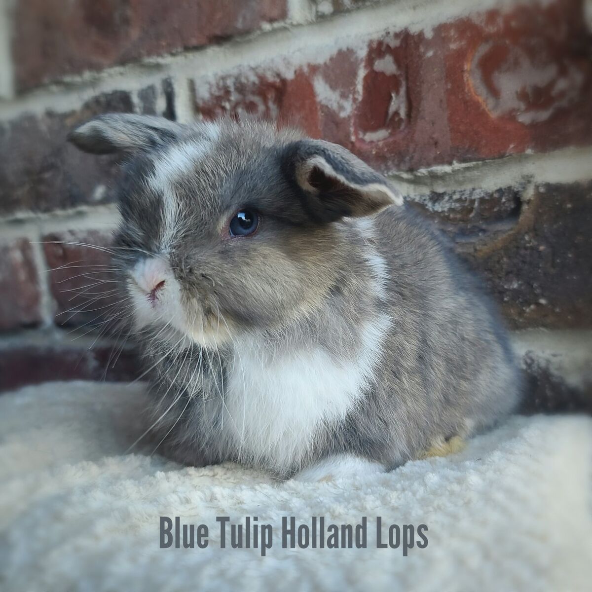 Adorable Opal VM Holland Lop