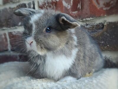 Adorable Opal VM Holland Lop