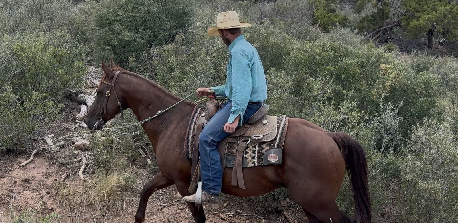 Great Riding 6 Yr Old Gelding!