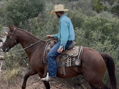 Great Riding 6 Yr Old Gelding!