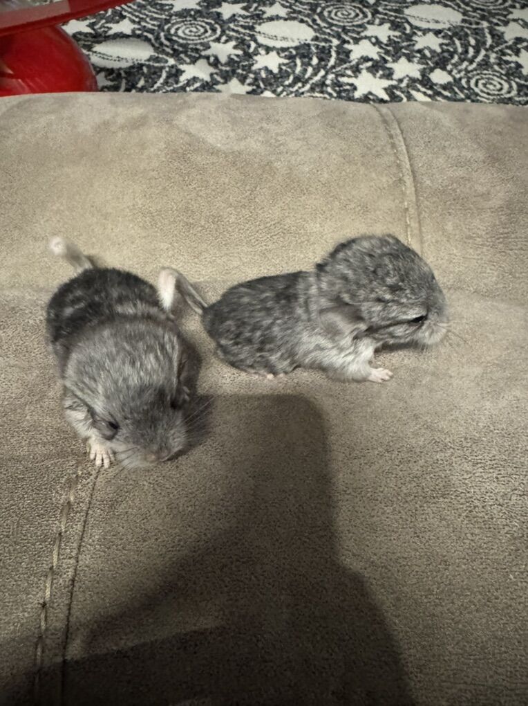 Baby Chinchillas