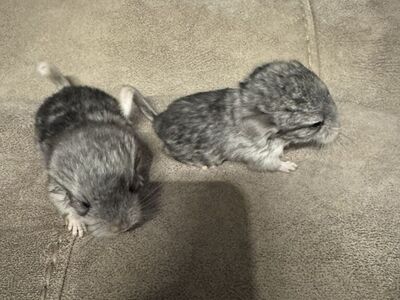 Baby Chinchillas