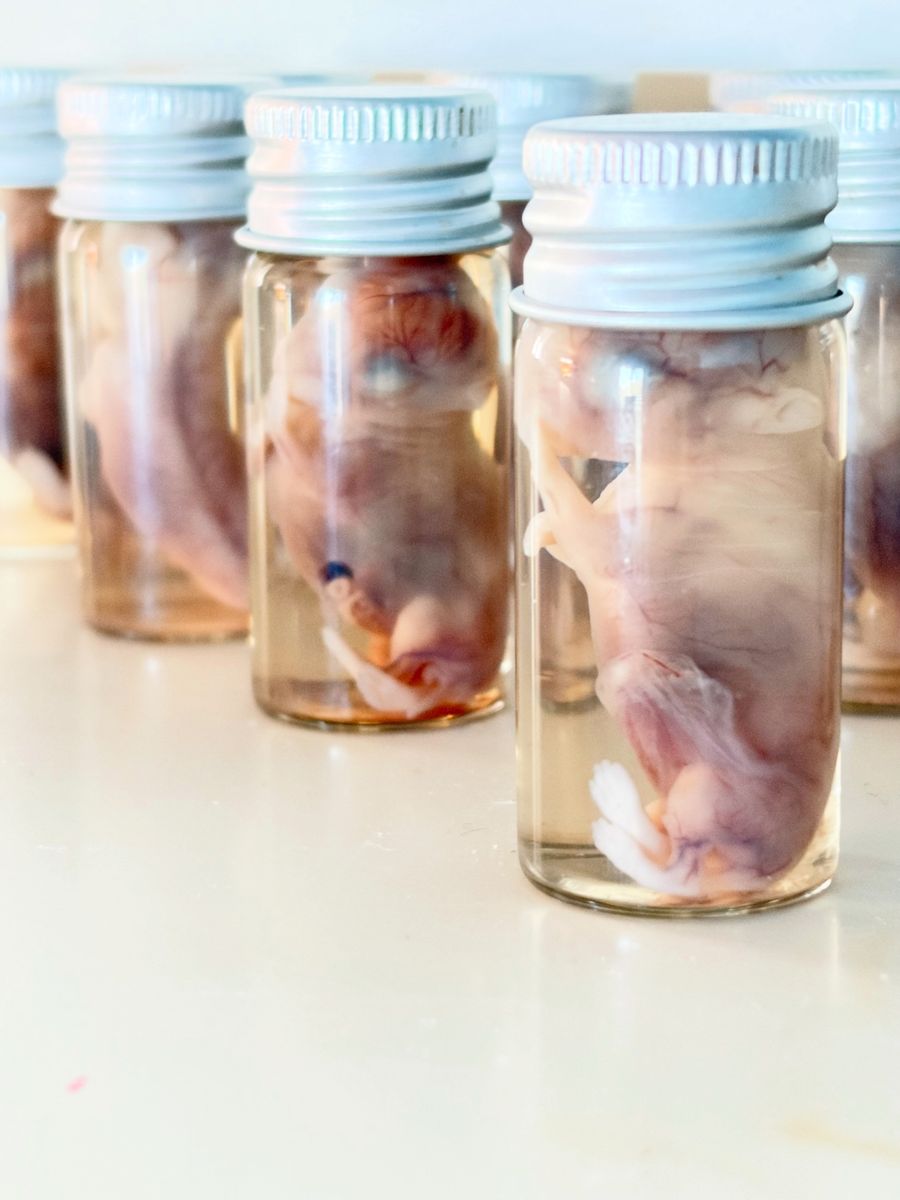 Premature Bunny Wet Specimens