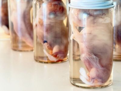 Premature Bunny Wet Specimens