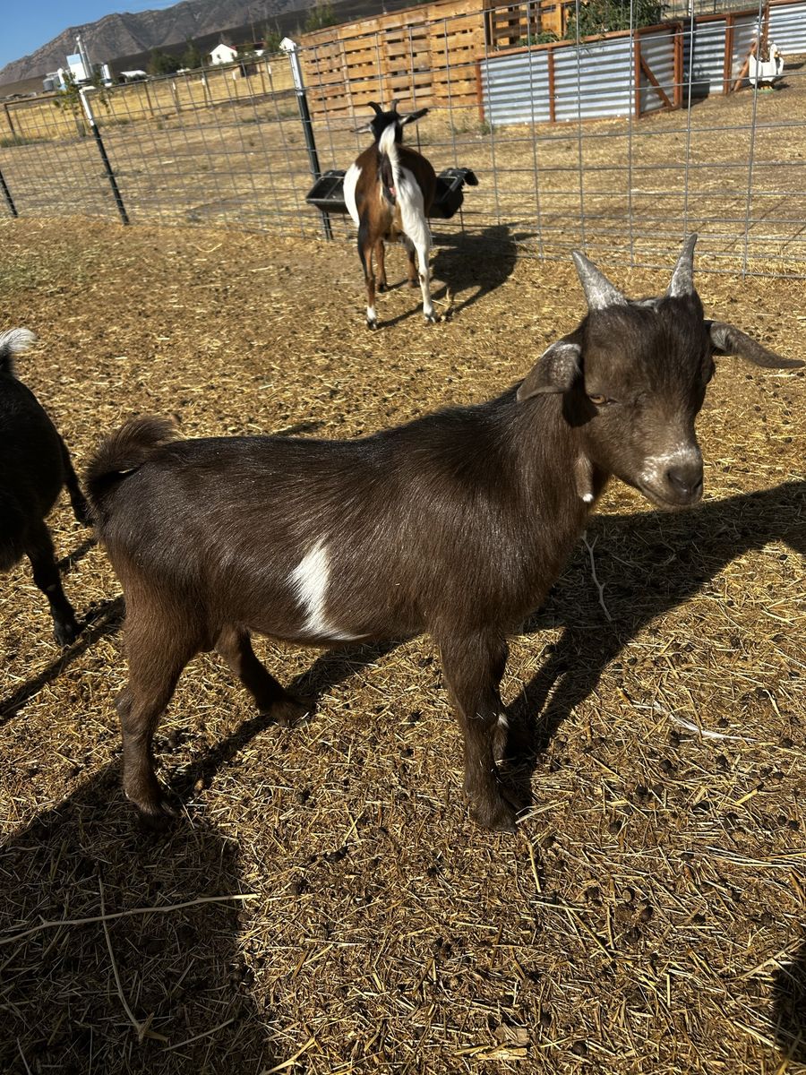 Nigerian Dwarf Weanling