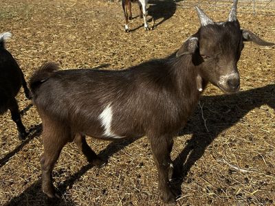 Nigerian Dwarf Weanling