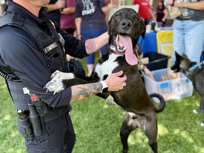 Adopt Kiwi!