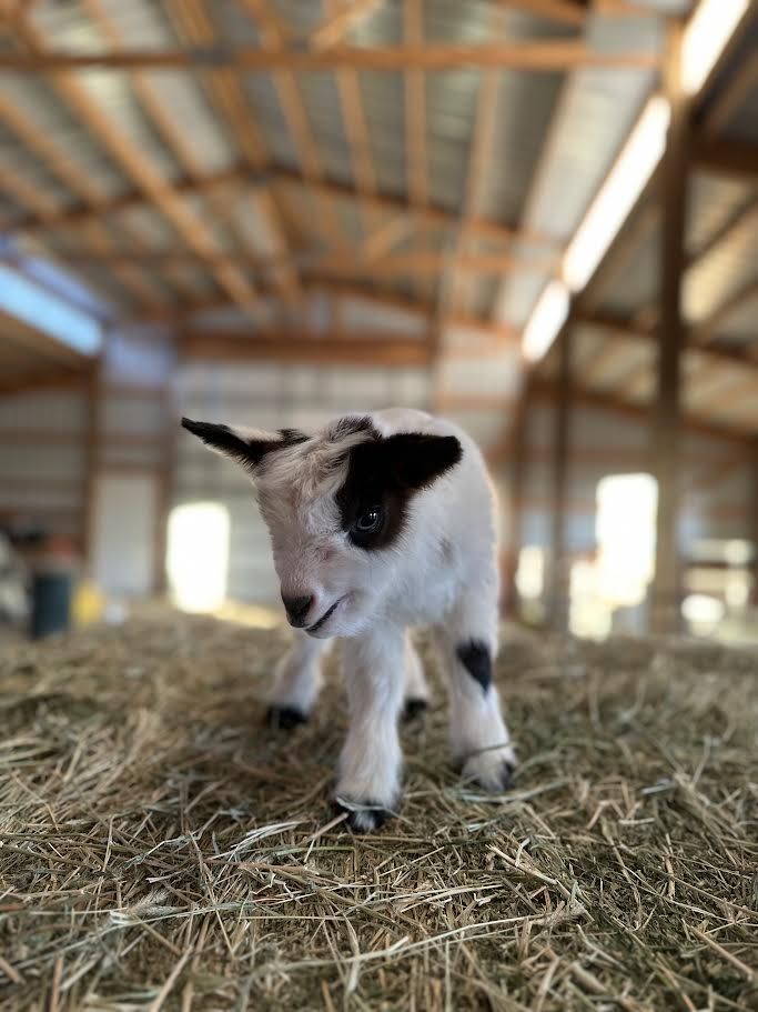 Red and white mini silky fainting goat wether
