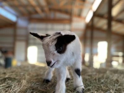 Red and white mini silky fainting goat wether