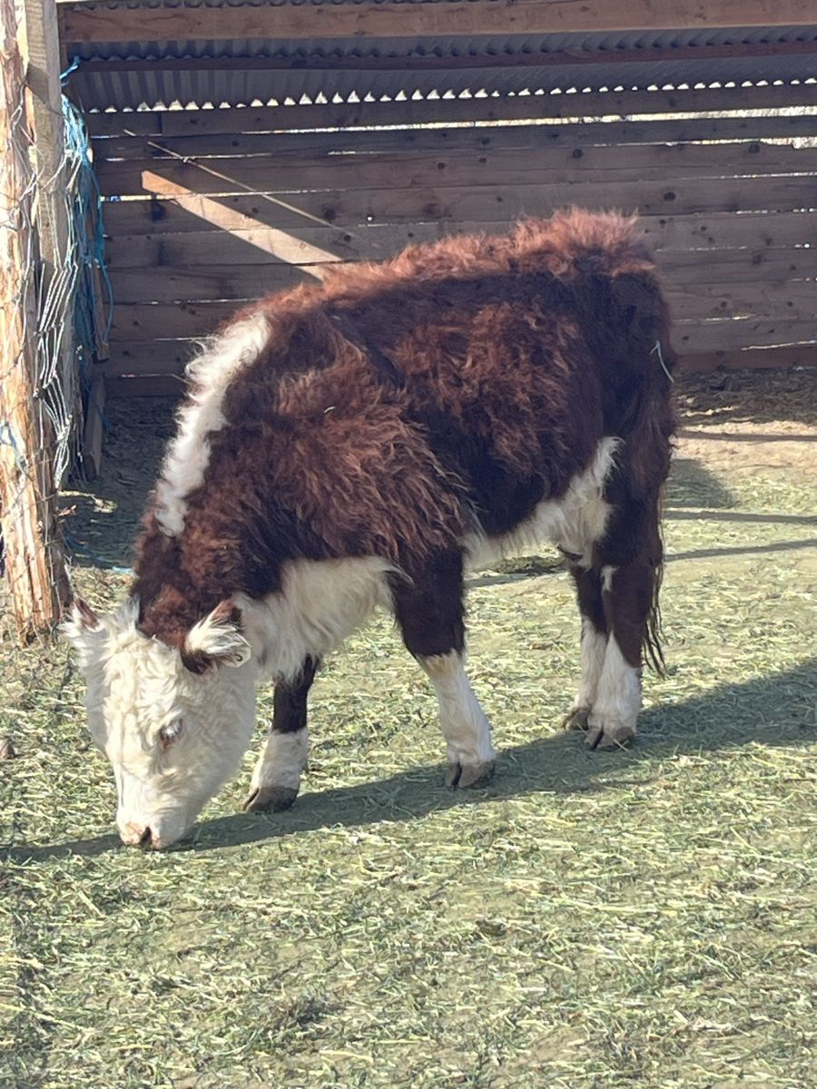 Mini heifer Herefords