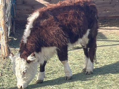 Mini heifer Herefords