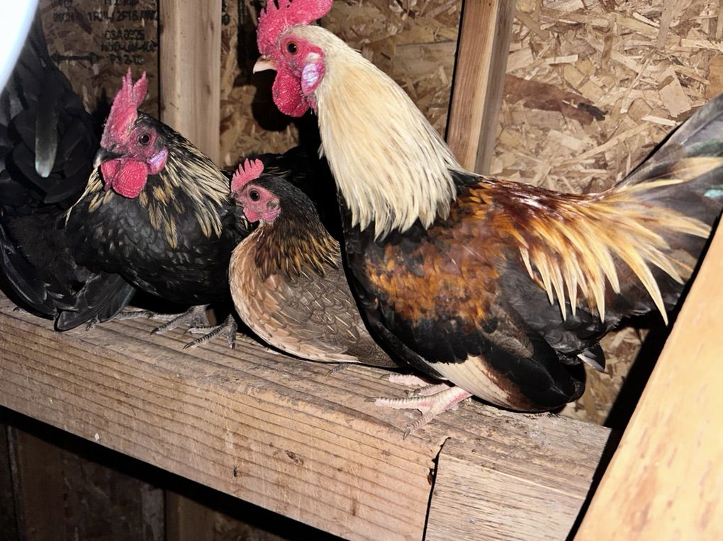 Young Serama Roosters