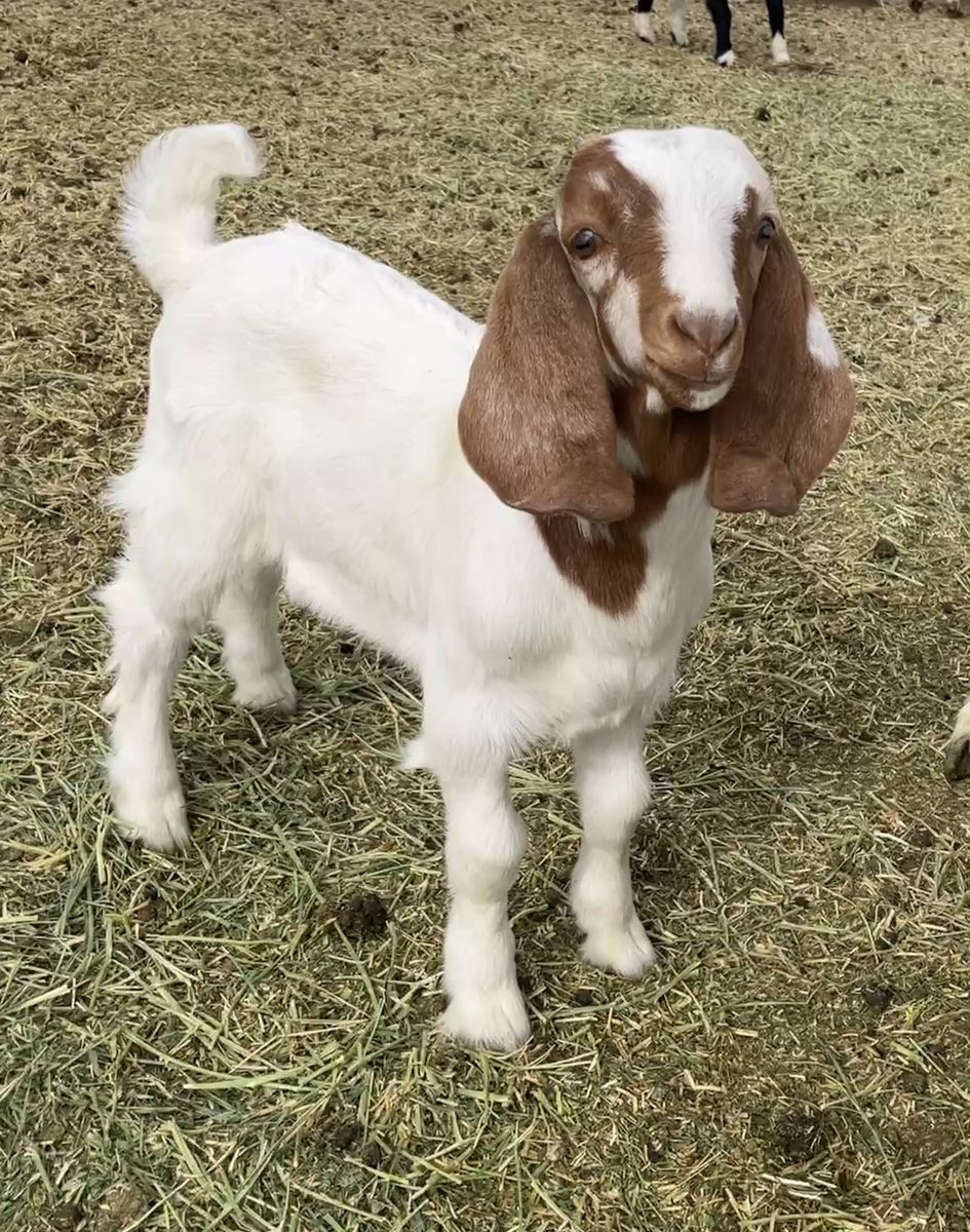 Boer bucklings / 4-h prospects