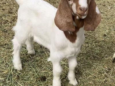 Boer bucklings / 4-h prospects
