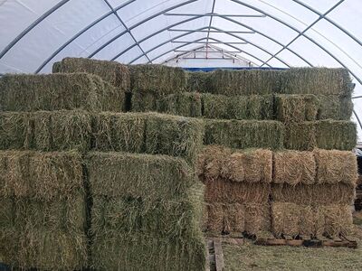 Premium Grass Alfalfa mix hay