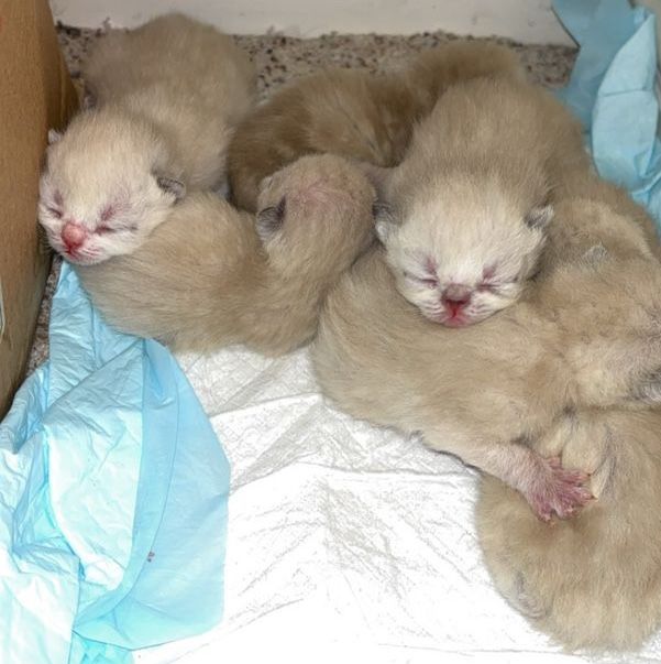Affordable Purebred Persian Exotic Shorthair Kittens