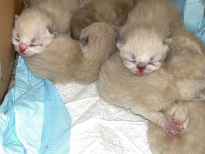 Affordable Purebred Persian Exotic Shorthair Kittens