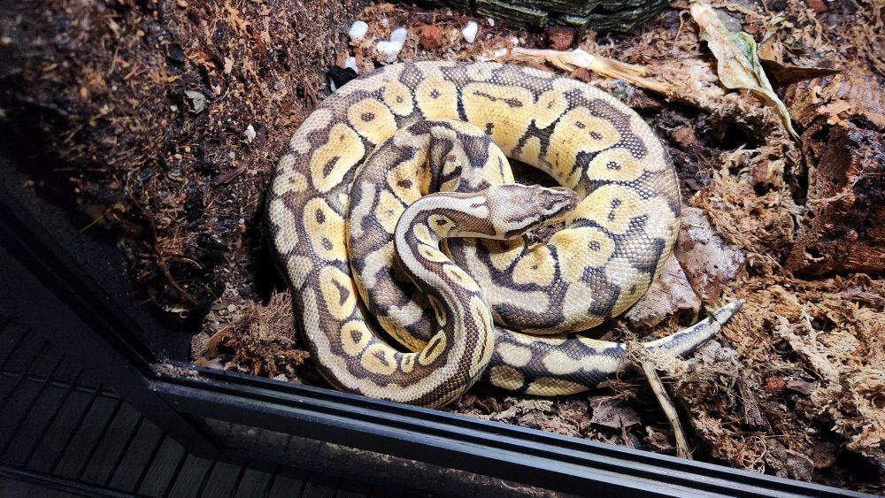 Super pastel ball python - all items included