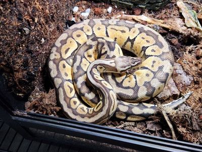 Super pastel ball python - all items included
