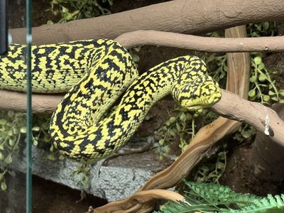 Jungle Zebra Carpet Python + Enclosure
