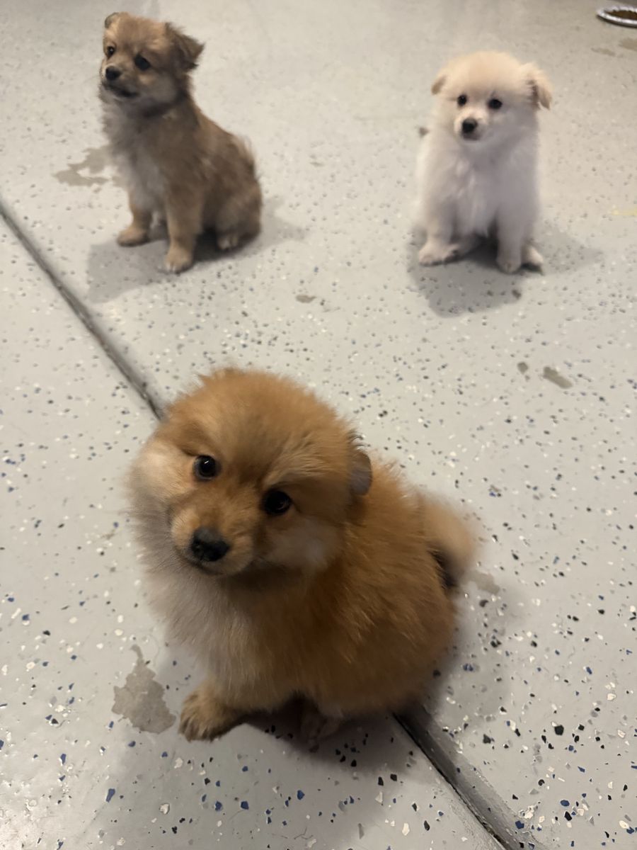 Adorable Full Breed Pomeranian Puppies - 3 Boys