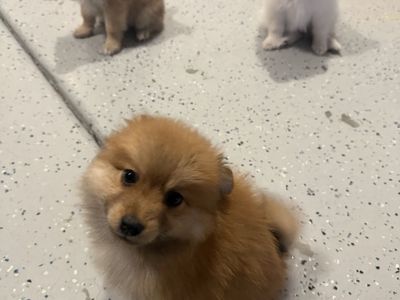 Adorable Full Breed Pomeranian Puppies - 3 Boys