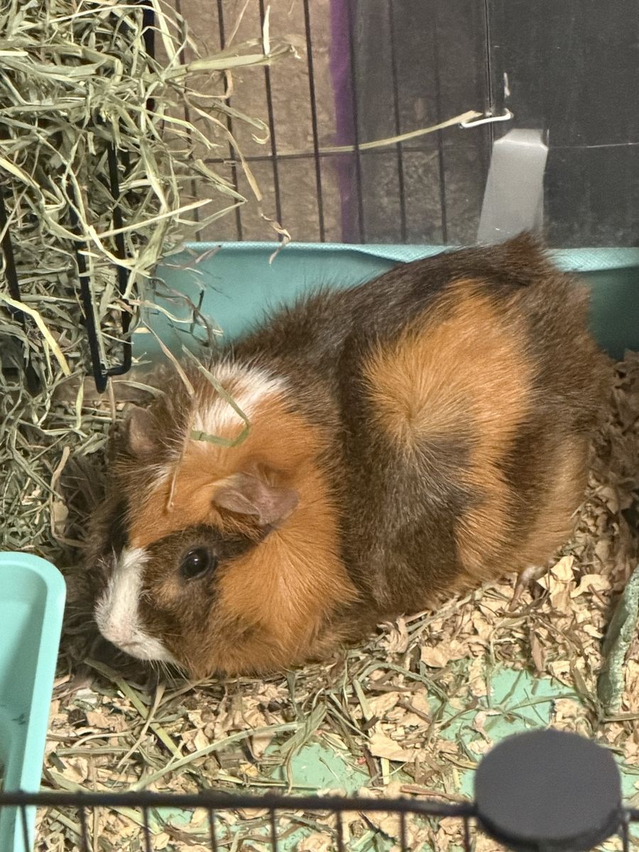 Guinea Pig Brothers and Supplies