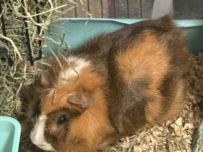 Guinea Pig Brothers and Supplies