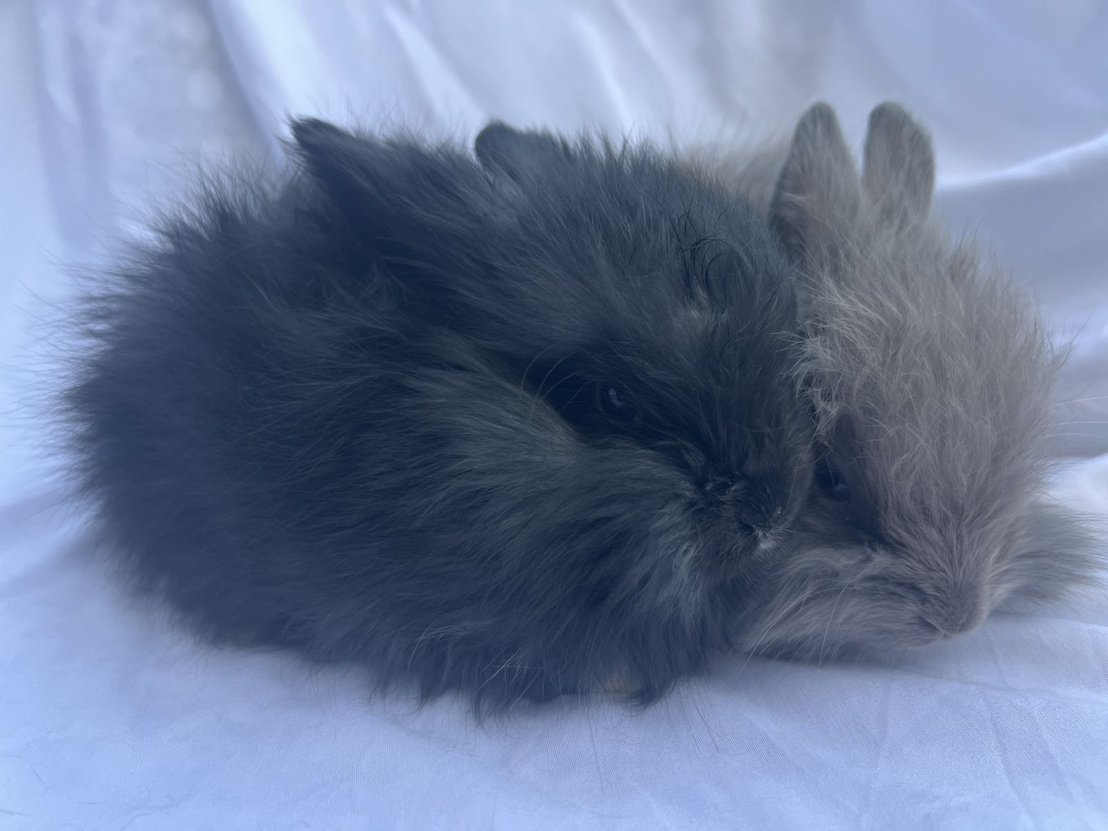 Baby English Angora